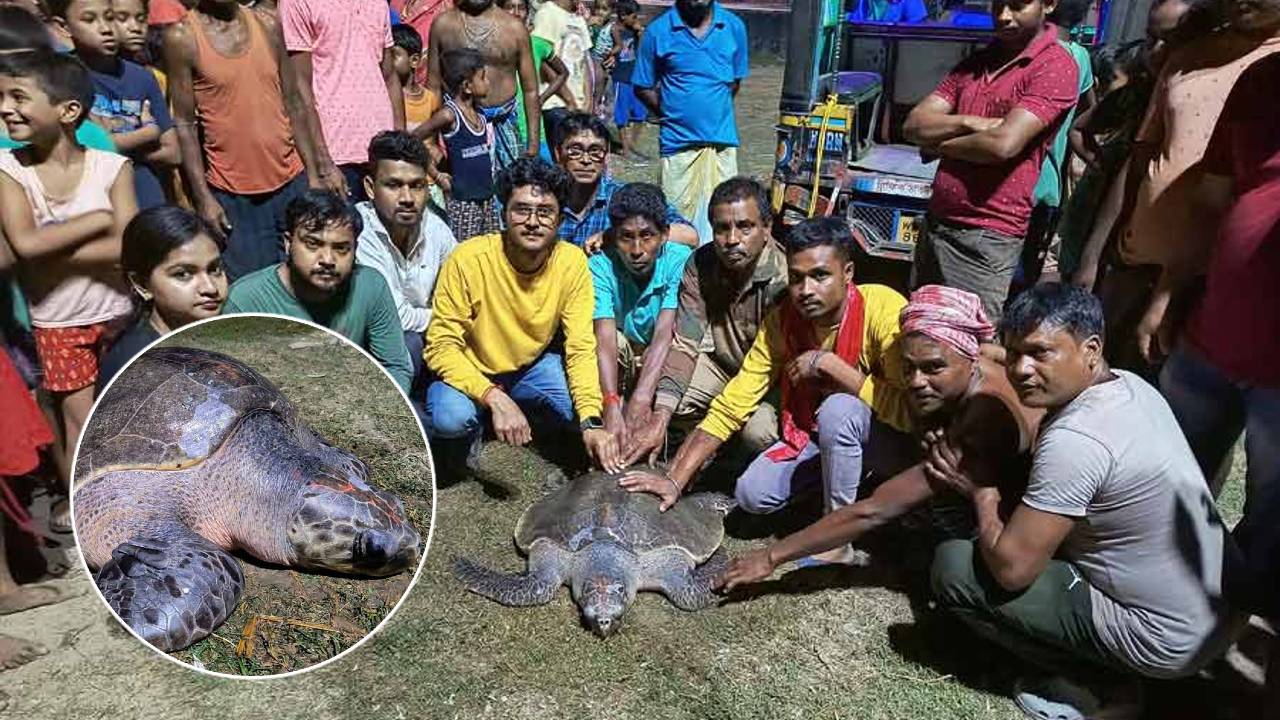 olive-ridley-sea-turtle-howrah