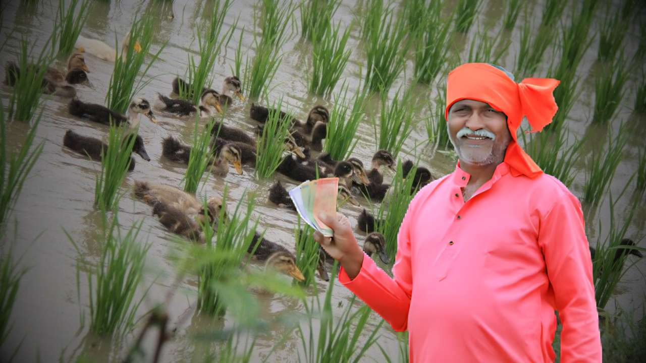 Duck Farming