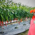 farming chili