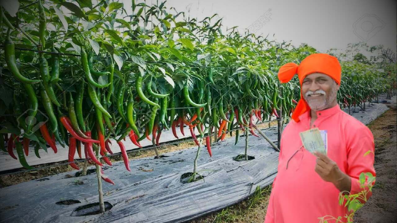 farming chili