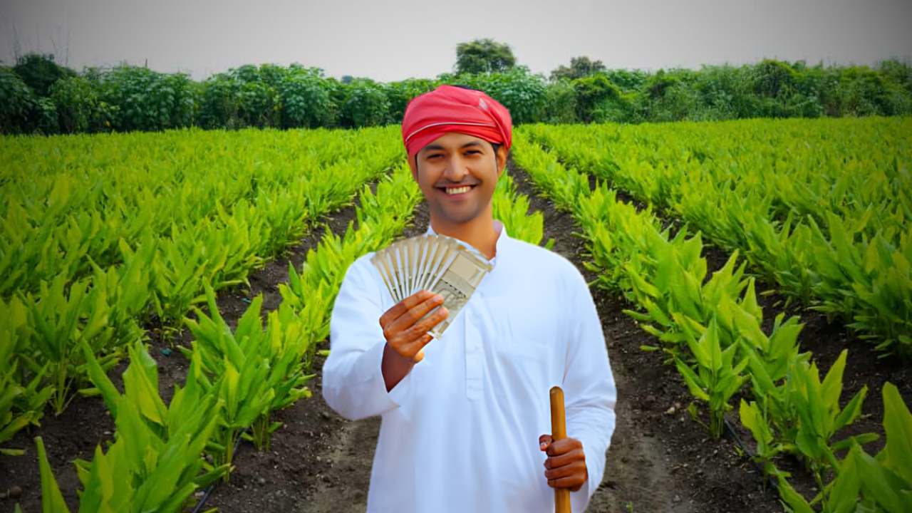 turmeric Farming