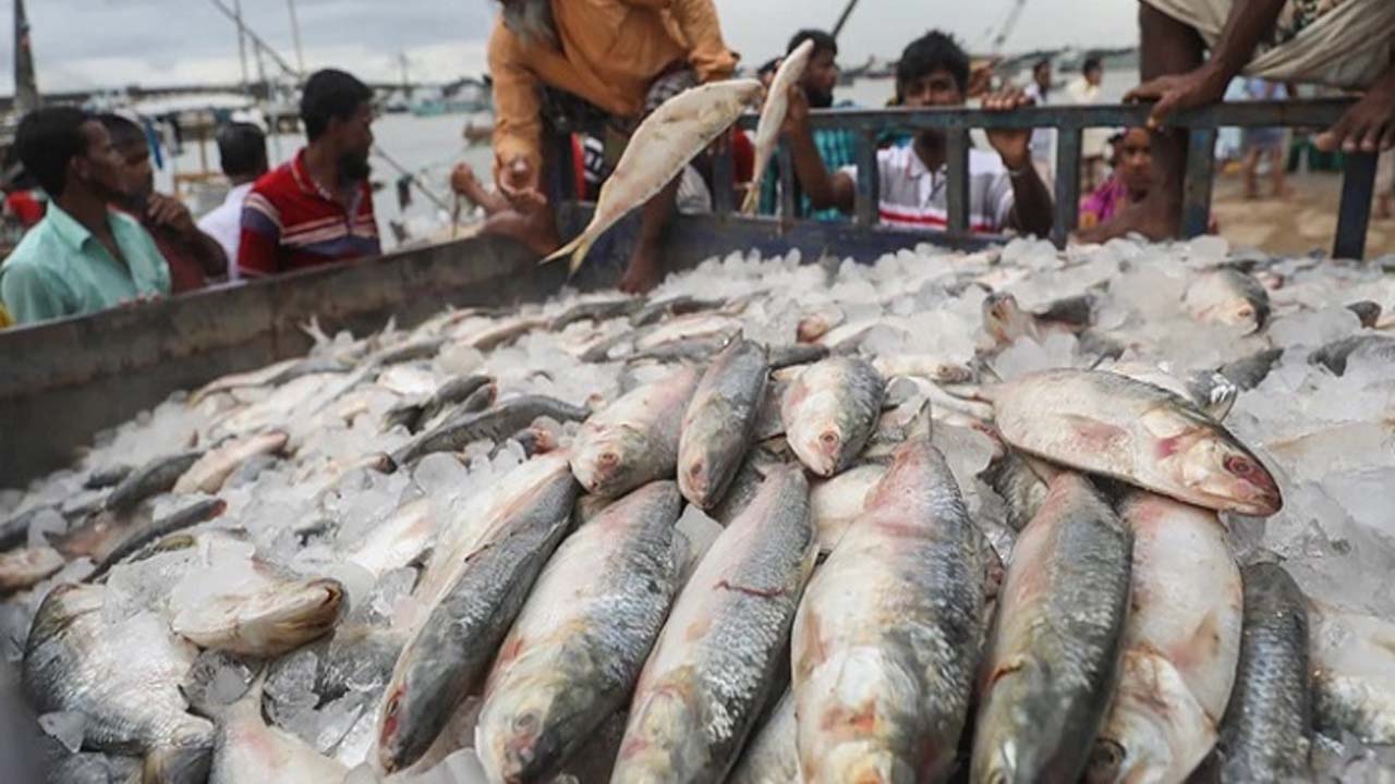 hilsa