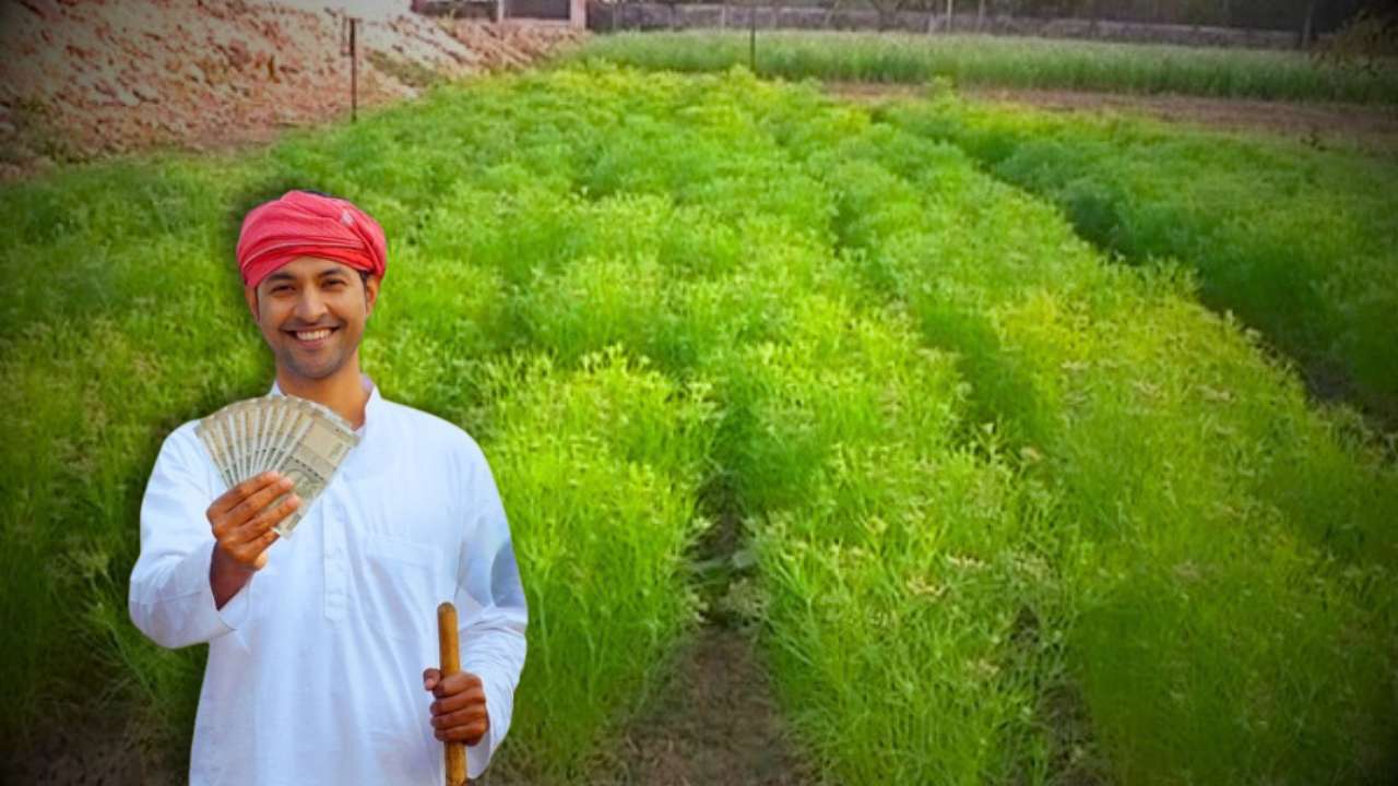 Cumin Farming