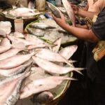 ilish ইলিশ