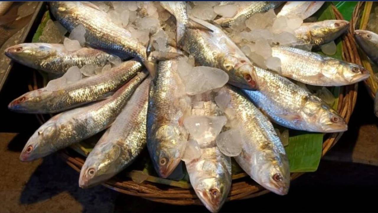 ilish fish