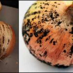 black mold on onion