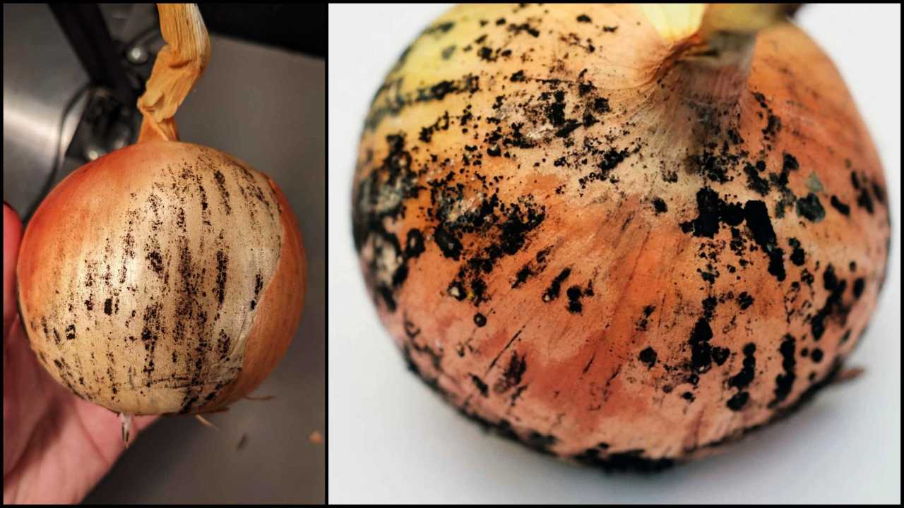 black mold on onion