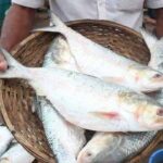 bangladesh ilish