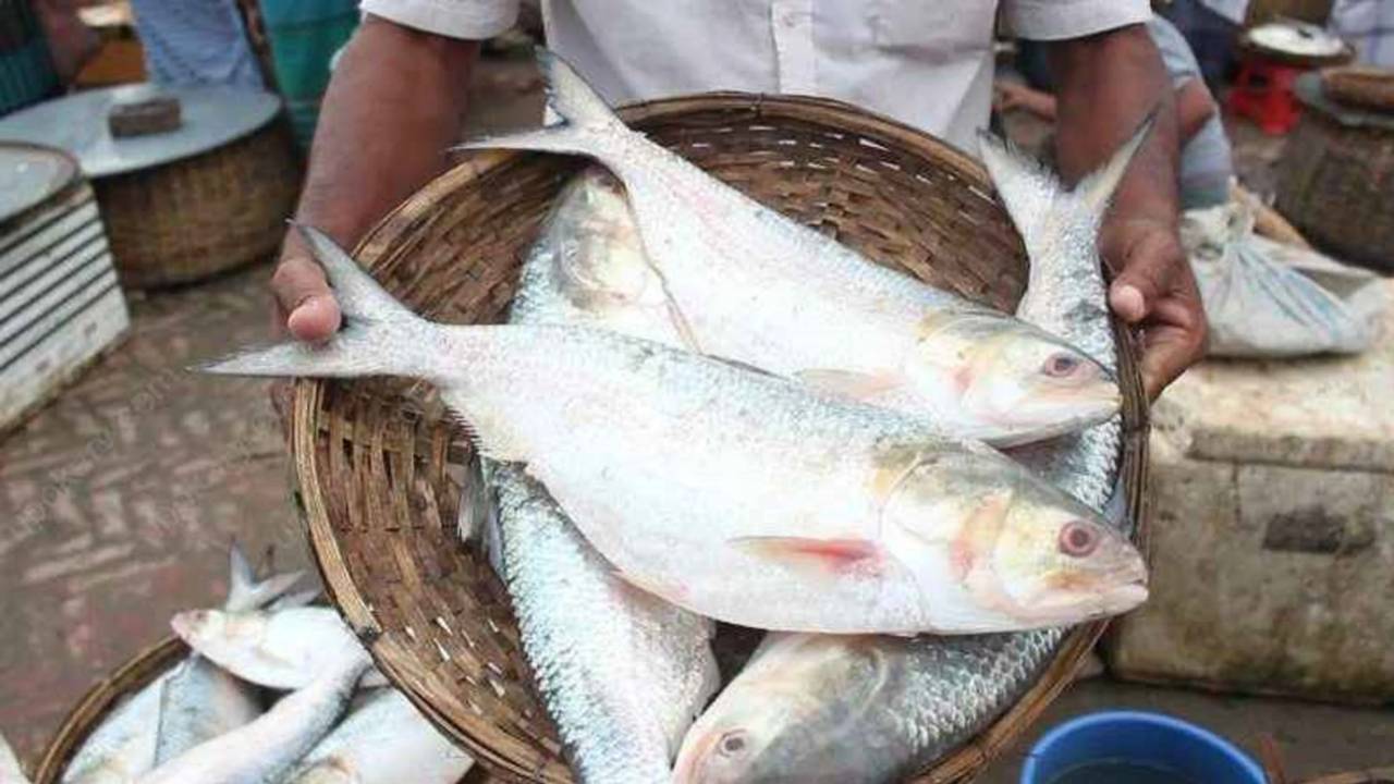 bangladesh ilish