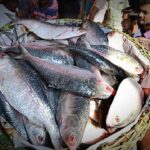 bangladesh ilish