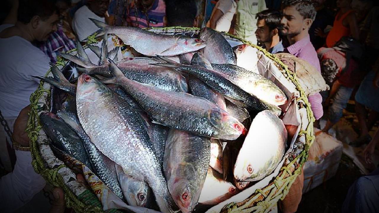 bangladesh ilish