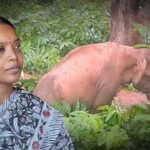 birbaha hansda jhargram elephant