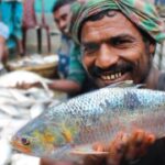 ilish, ইলিশ