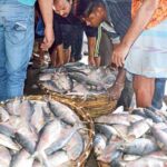 ilish fish bangladesh