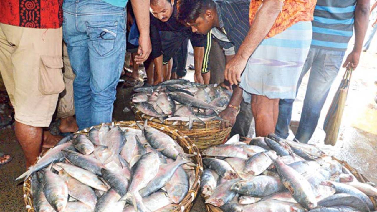 ilish fish bangladesh