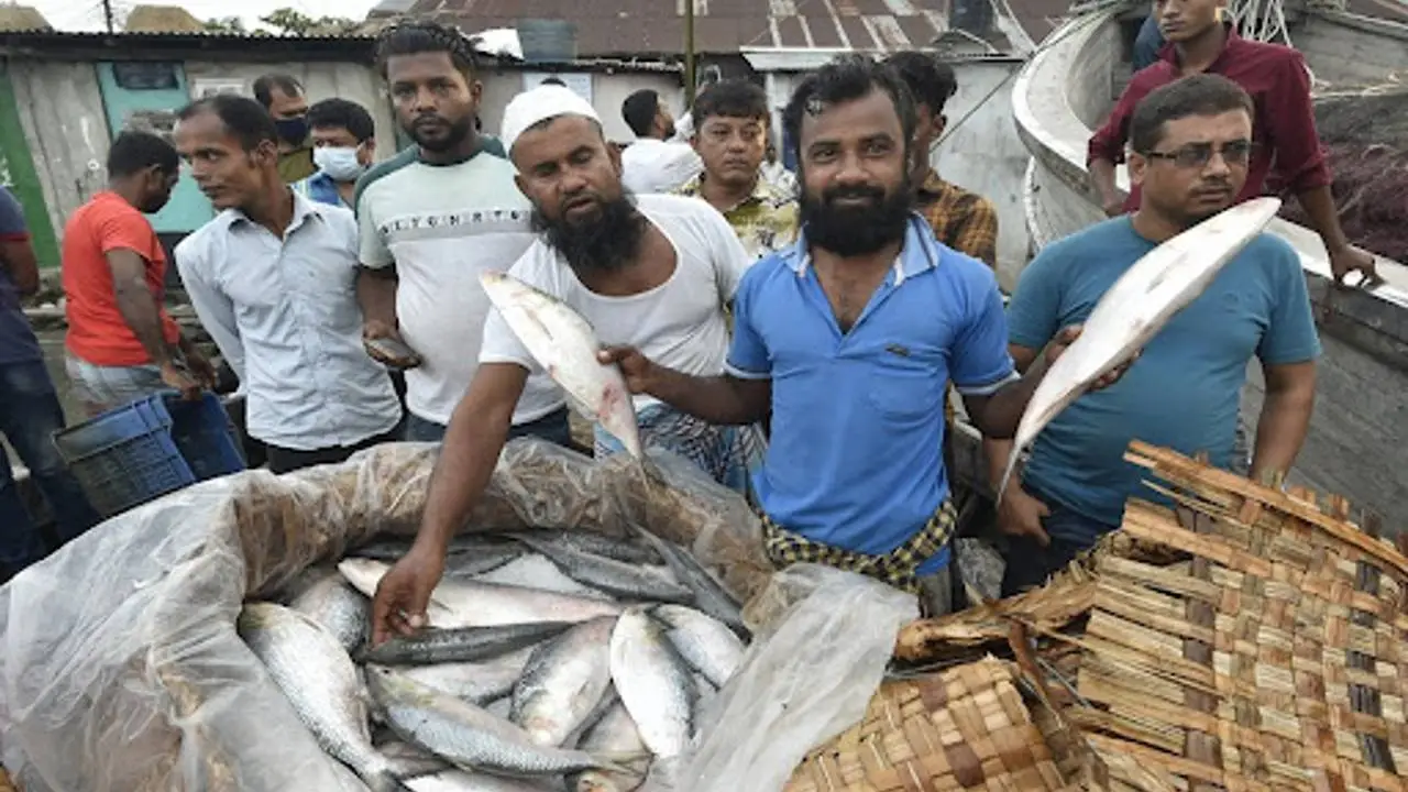 ilish in bangladesh