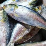 ilish mach ইলিশ মাছ