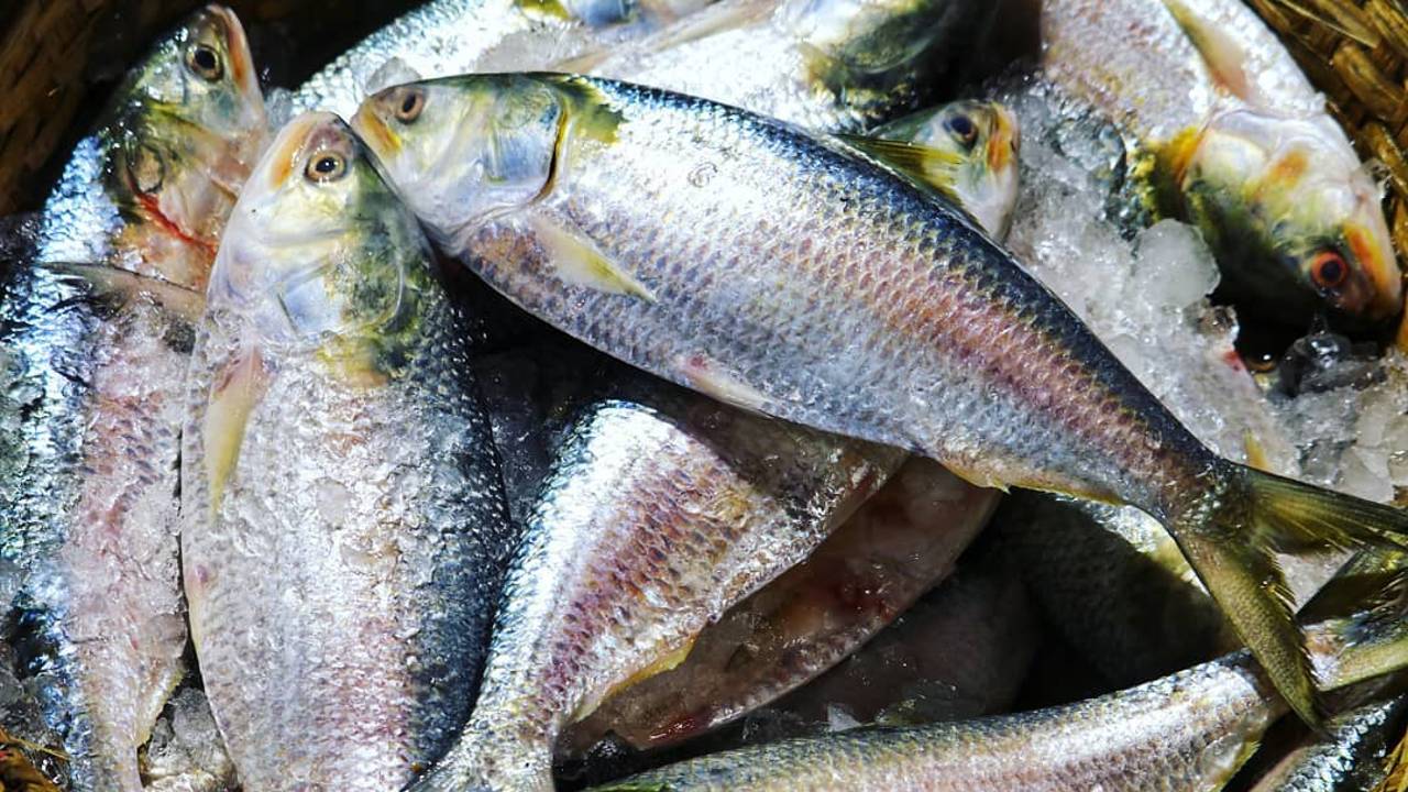 ilish mach ইলিশ মাছ