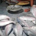 monsoon ilish ইলিশ, বর্ষা