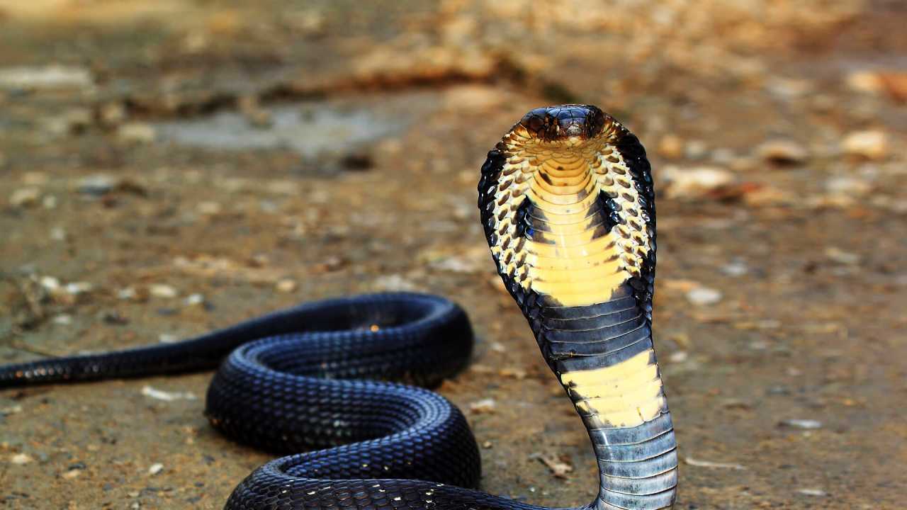 black cobra