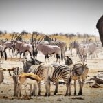 wildlife of namibia
