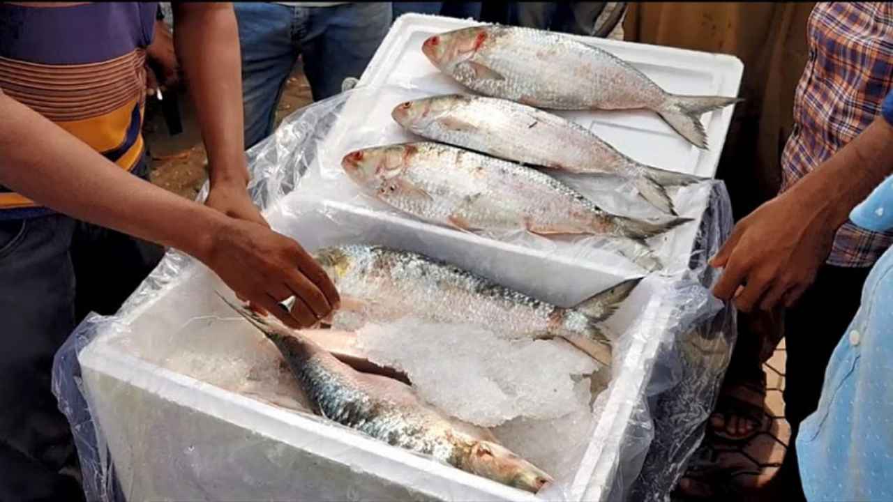 bangladesh ilish