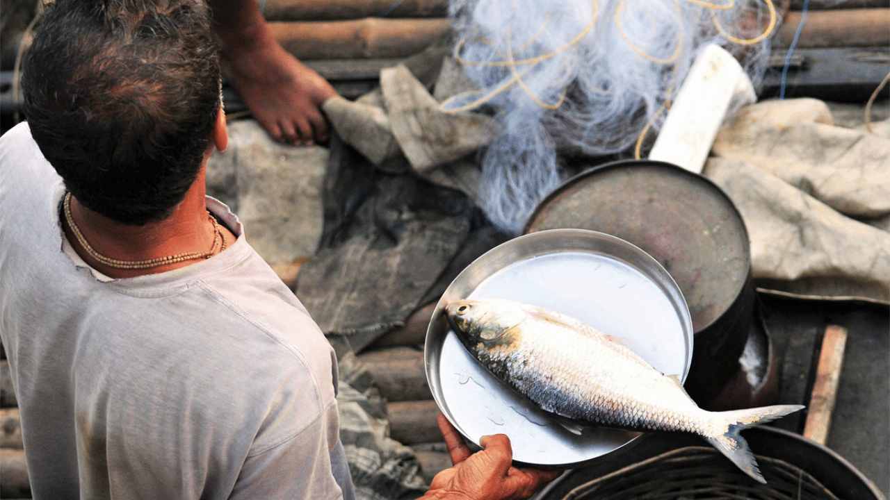 bangladesh ilish