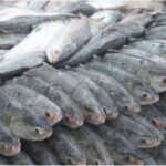 bangladesh ilish