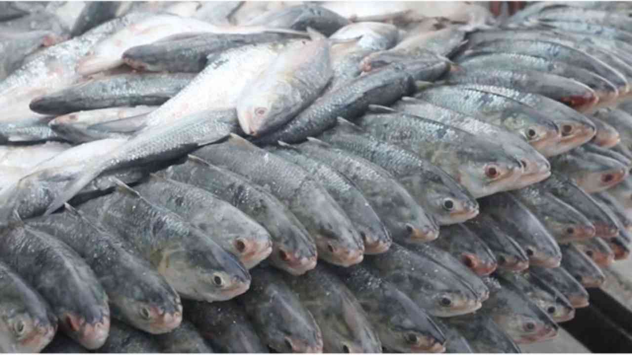 bangladesh ilish