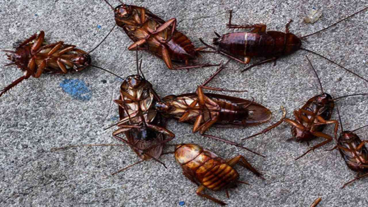 cockroach