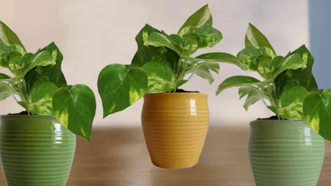 disadvantages of money plant tree