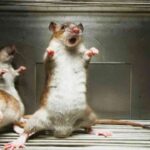 how to get rid of rats