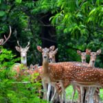 lothian island, sundarbans