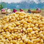 potato price