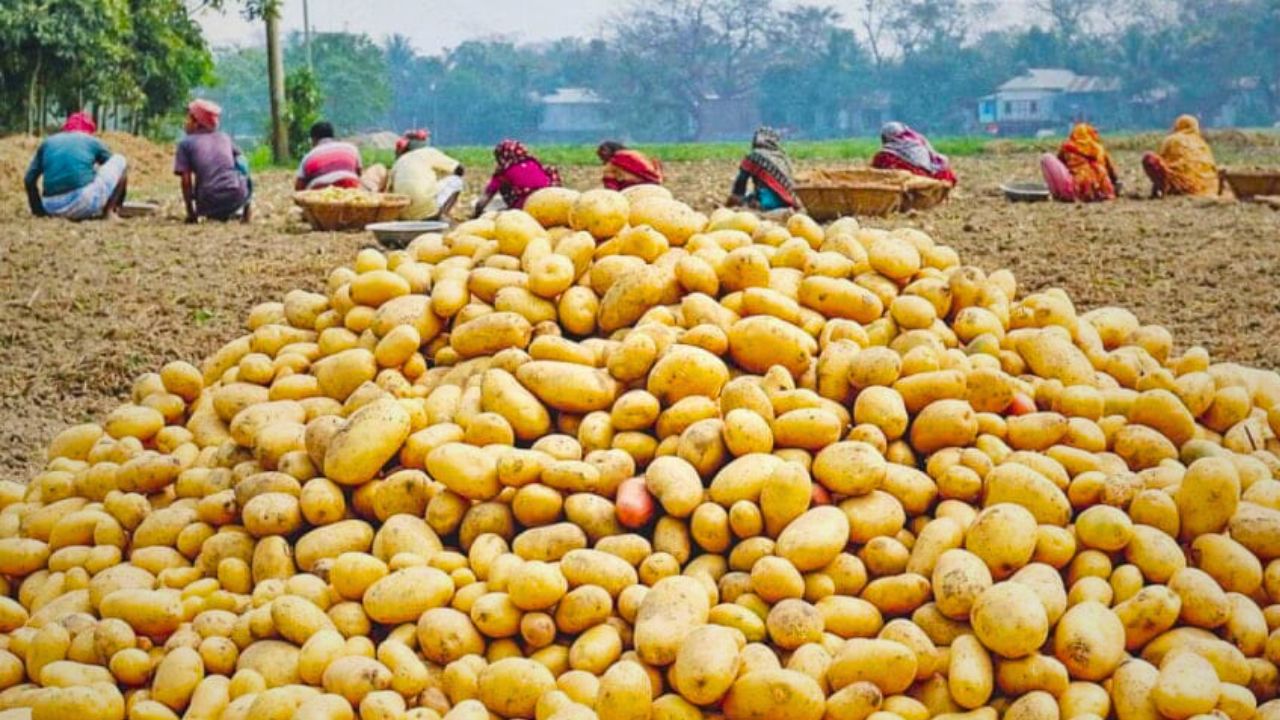 potato price