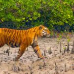 sunderban