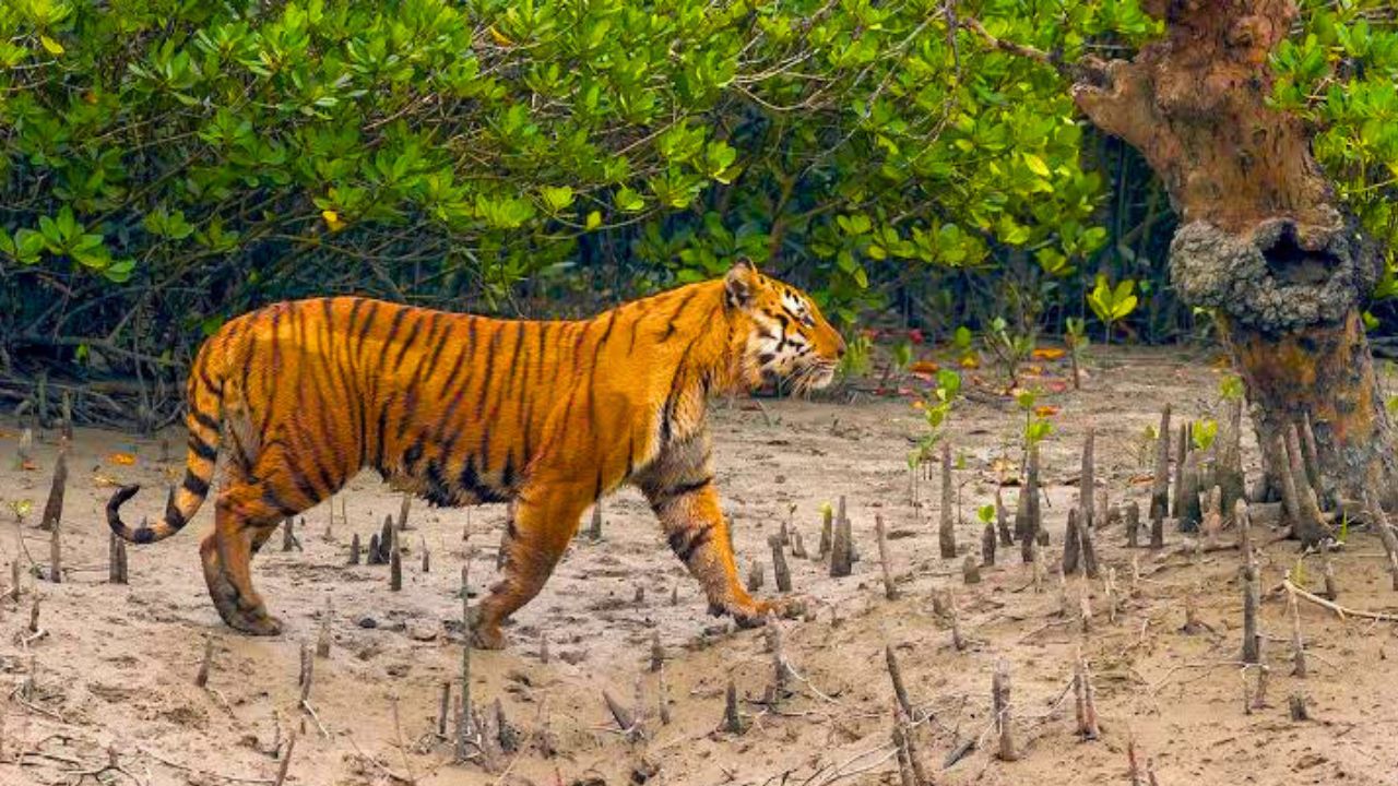 sunderban