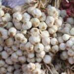 chinese vs indian garlic