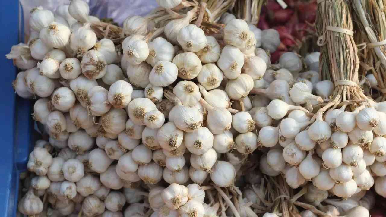 chinese vs indian garlic