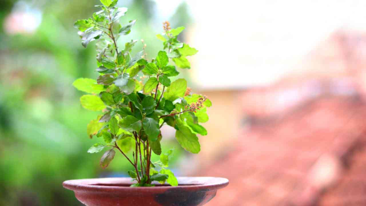 holy basil tulsi