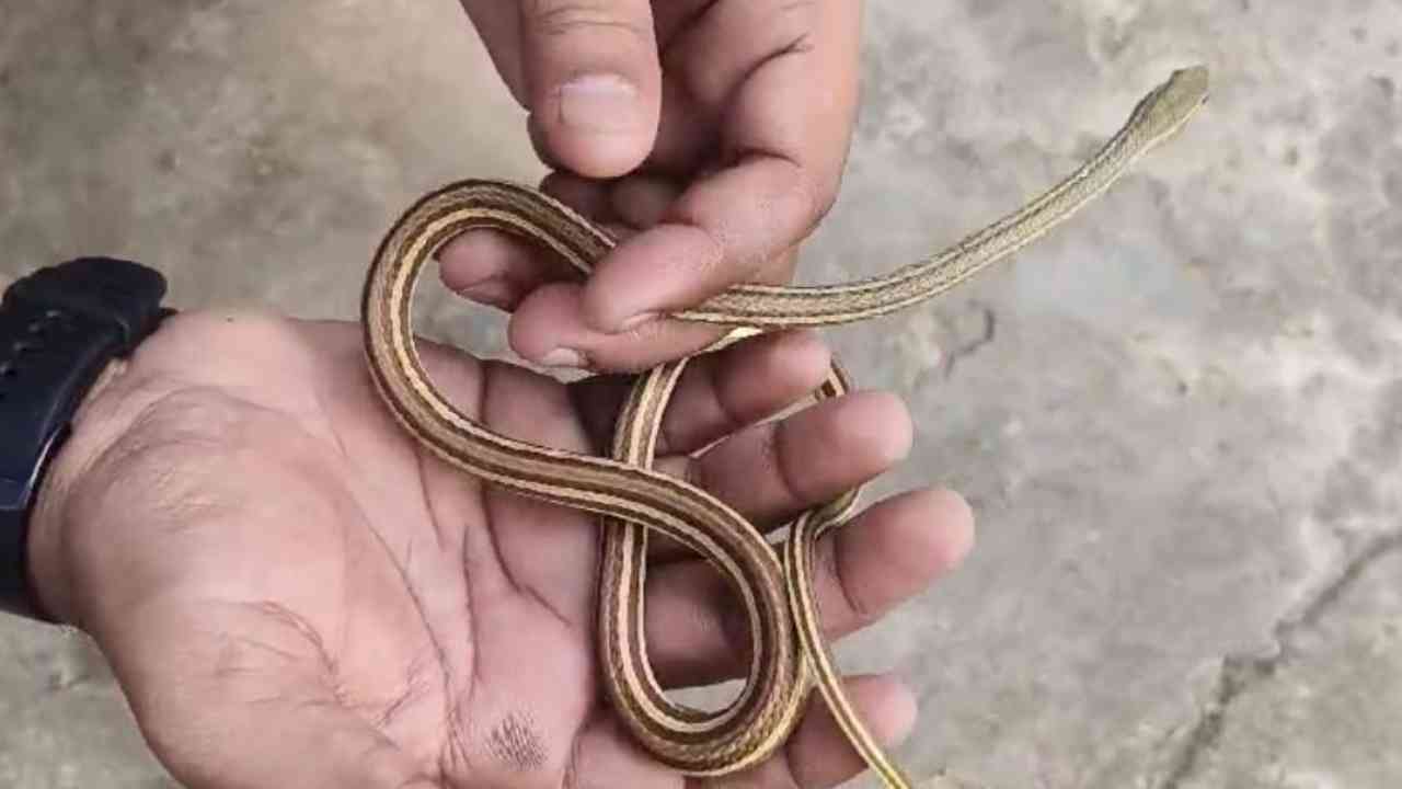 scale count snake