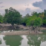 sundarbans mangrove project