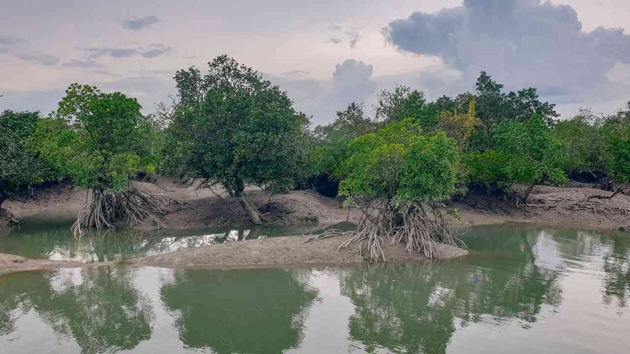 sundarbans mangrove project