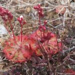 drosera burmanni