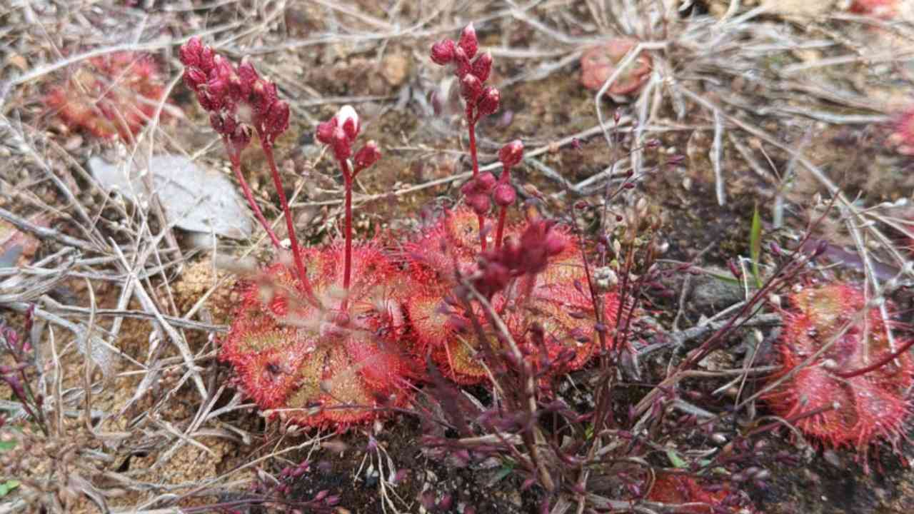 drosera burmanni