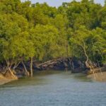 sundarban