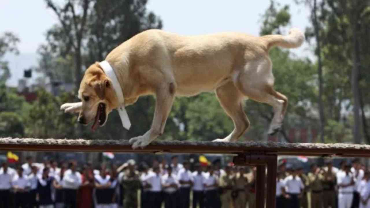 indian army dogs