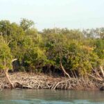 sundarban mangrove forest