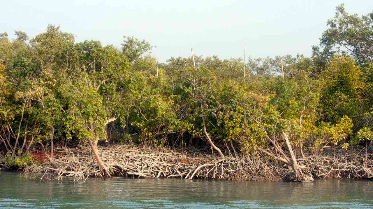 sundarban mangrove forest