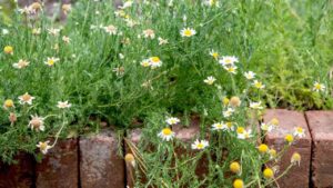 chamomile flower